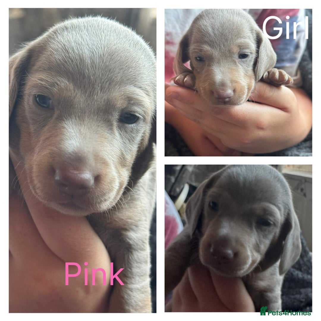 Dachshund dogs for sale: Beautiful dachshund puppies  - Image 22
