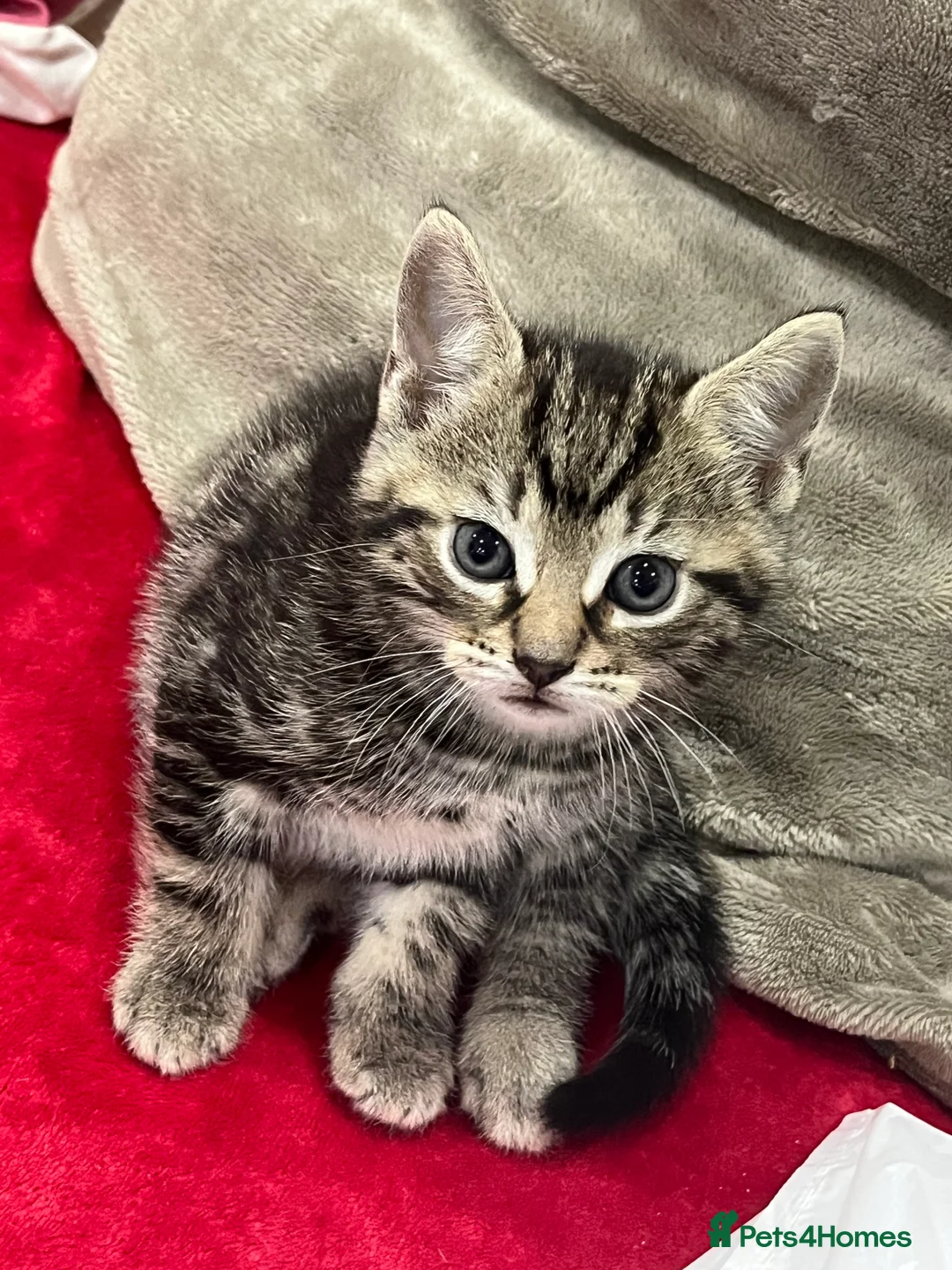 Mixed Breed cats for sale: 2 month old kittens ready for their forever homes  - Advert 11