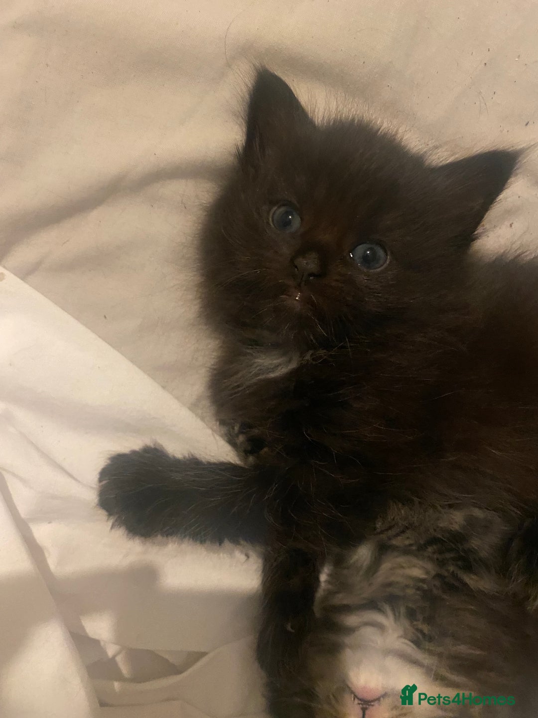 Mixed Breed cats for sale: beautiful kittens for sale *1 left* - Advert 6