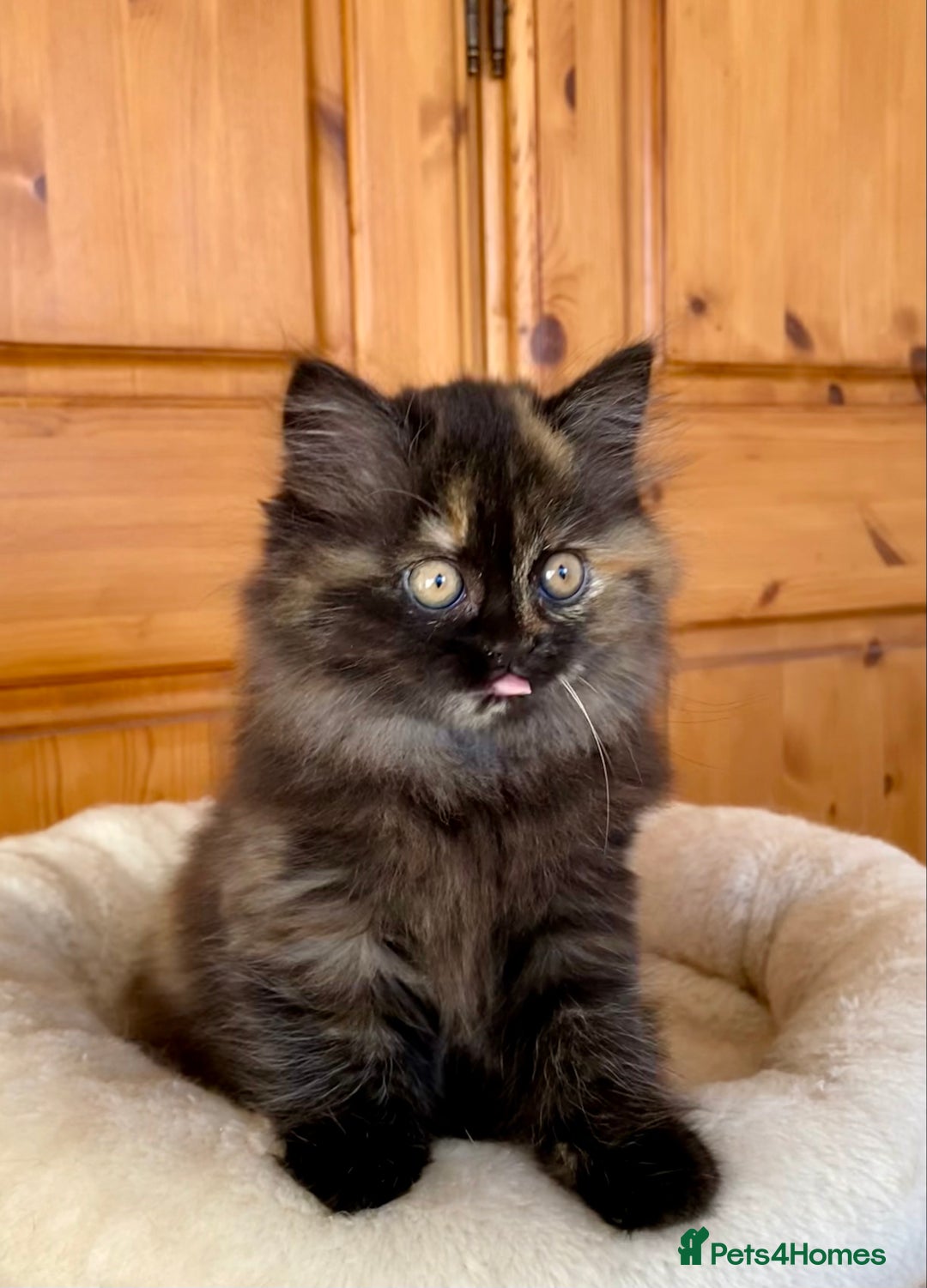 British Longhair cats for sale: Champion line kittens with excellent pedigrees - Image 17