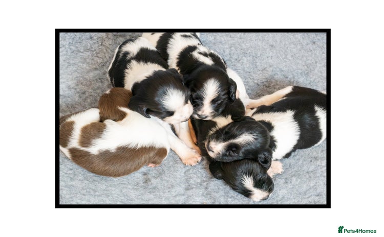 English Springer Spaniel dogs ✨ KC Registered Springer Spaniel Puppies ✨ - Advert 1
