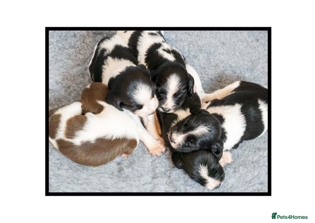 English Springer Spaniel dogs for sale: ✨ KC Registered Springer Spaniel Puppies ✨ - Advert 3