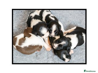 English Springer Spaniel dogs ✨ KC Registered Springer Spaniel Puppies ✨ - Advert 4