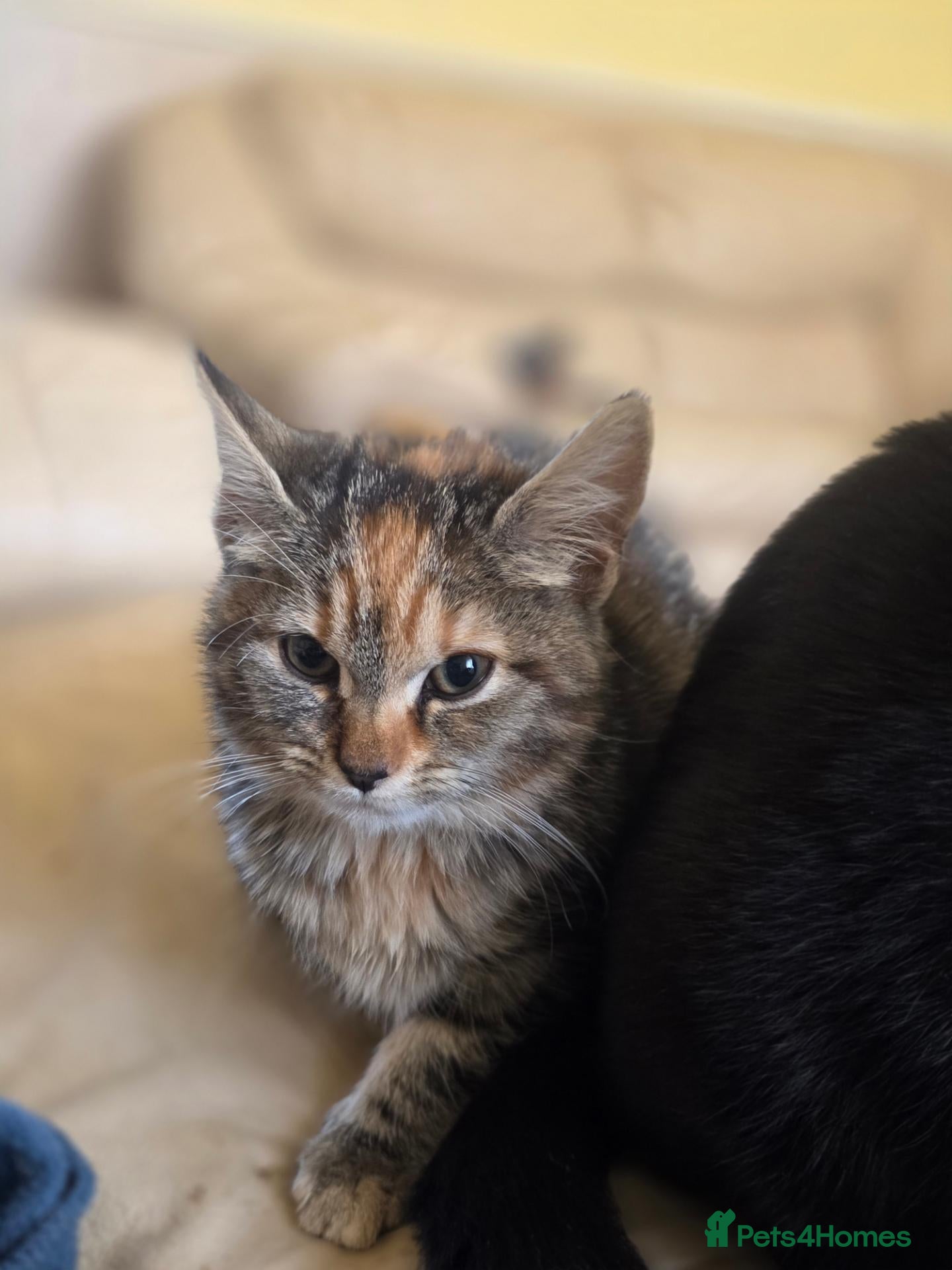 Mixed Breed cats for sale: Tabby kittens  - Advert 4