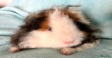 Guinea Pig rodents - Advert 3