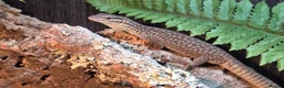 Monitor reptiles for sale: Yellow Arckie monitor  - Advert 2