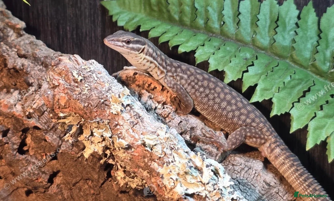 Monitor reptiles for sale: Yellow Arckie monitor  - Advert 2