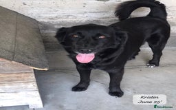 Mixed Breed dogs for adoption: Kristen, 1 yr approx. Available for adoption. in Brixham - Image 7