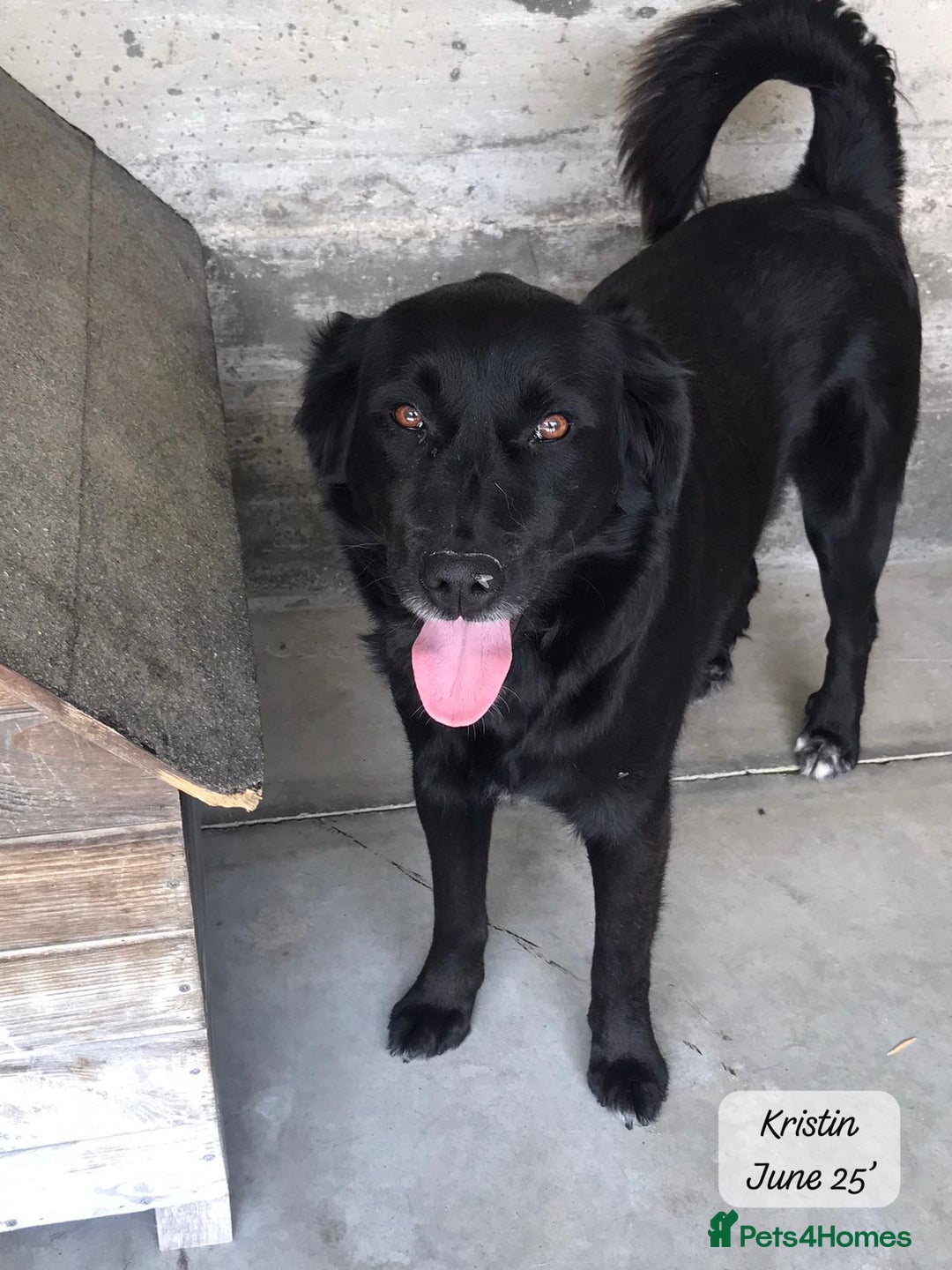 Mixed Breed dogs for adoption: Kristen, 1 yr approx. Available for adoption. in Brixham - Image 7