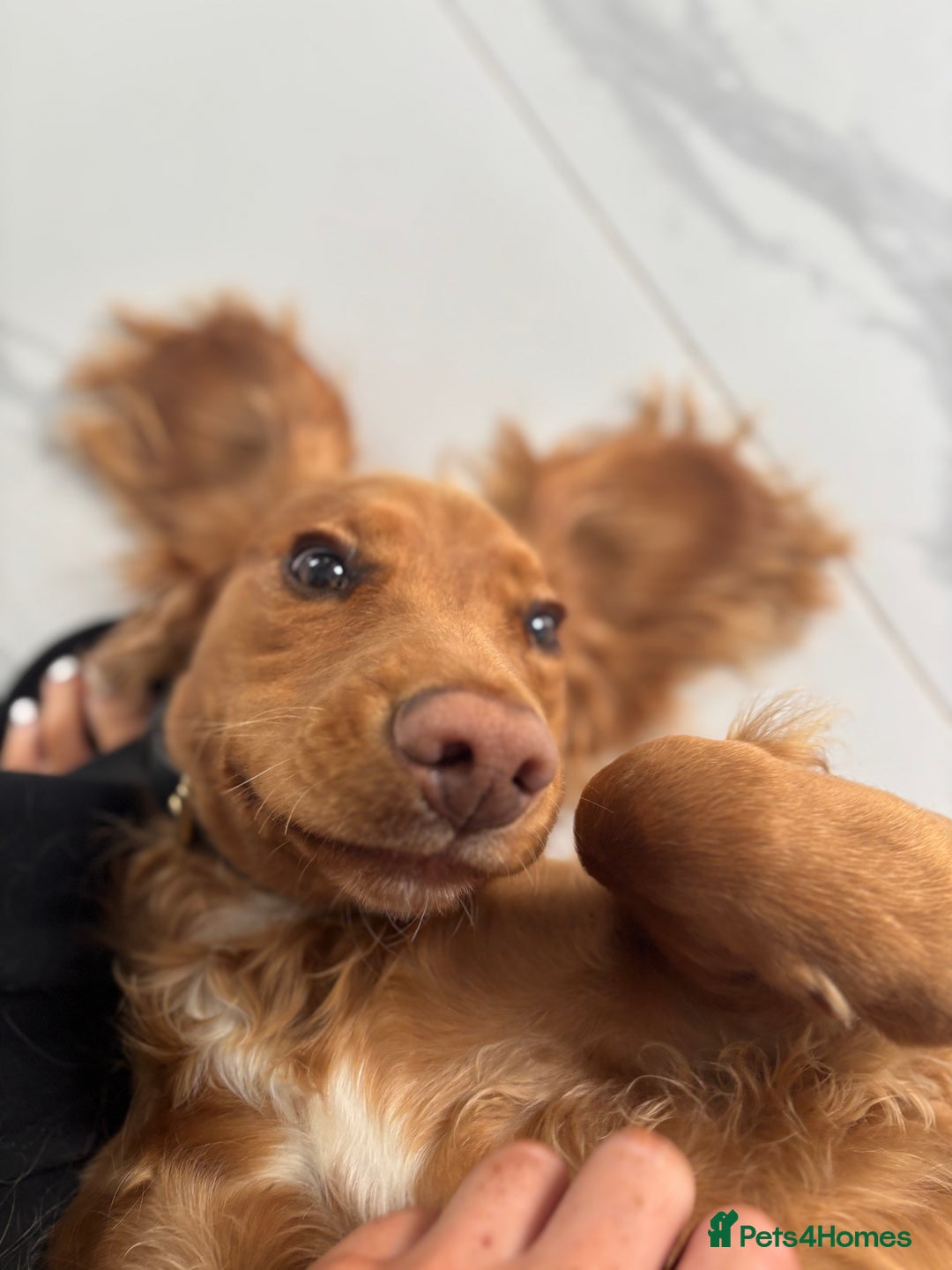 Cocker Spaniel dogs for sale: Cocker spaniel Male 1 year old  - Advert 21