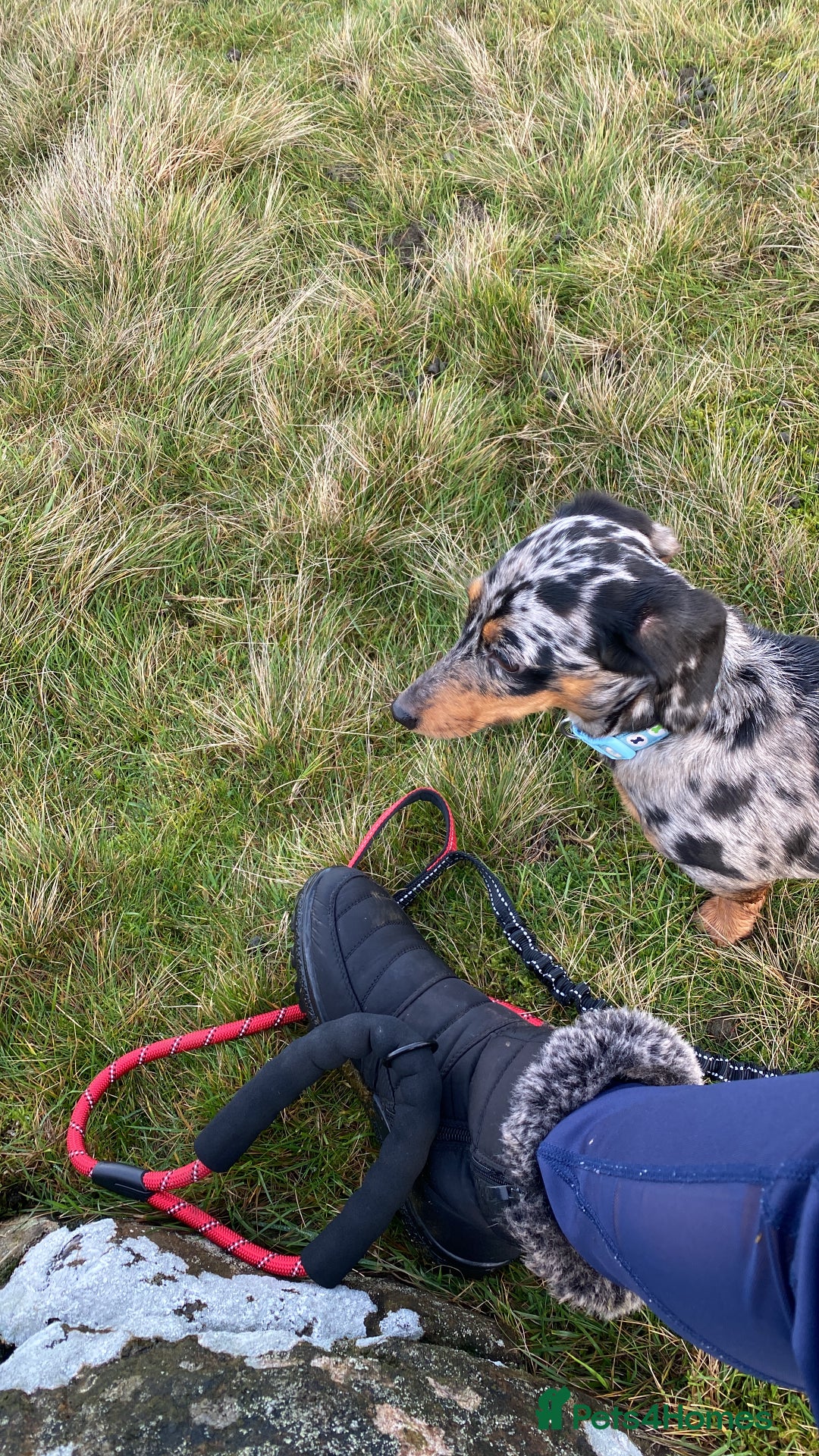 Miniature Dachshund dogs for sale: Miniature dachshund silver dapple - Advert 2