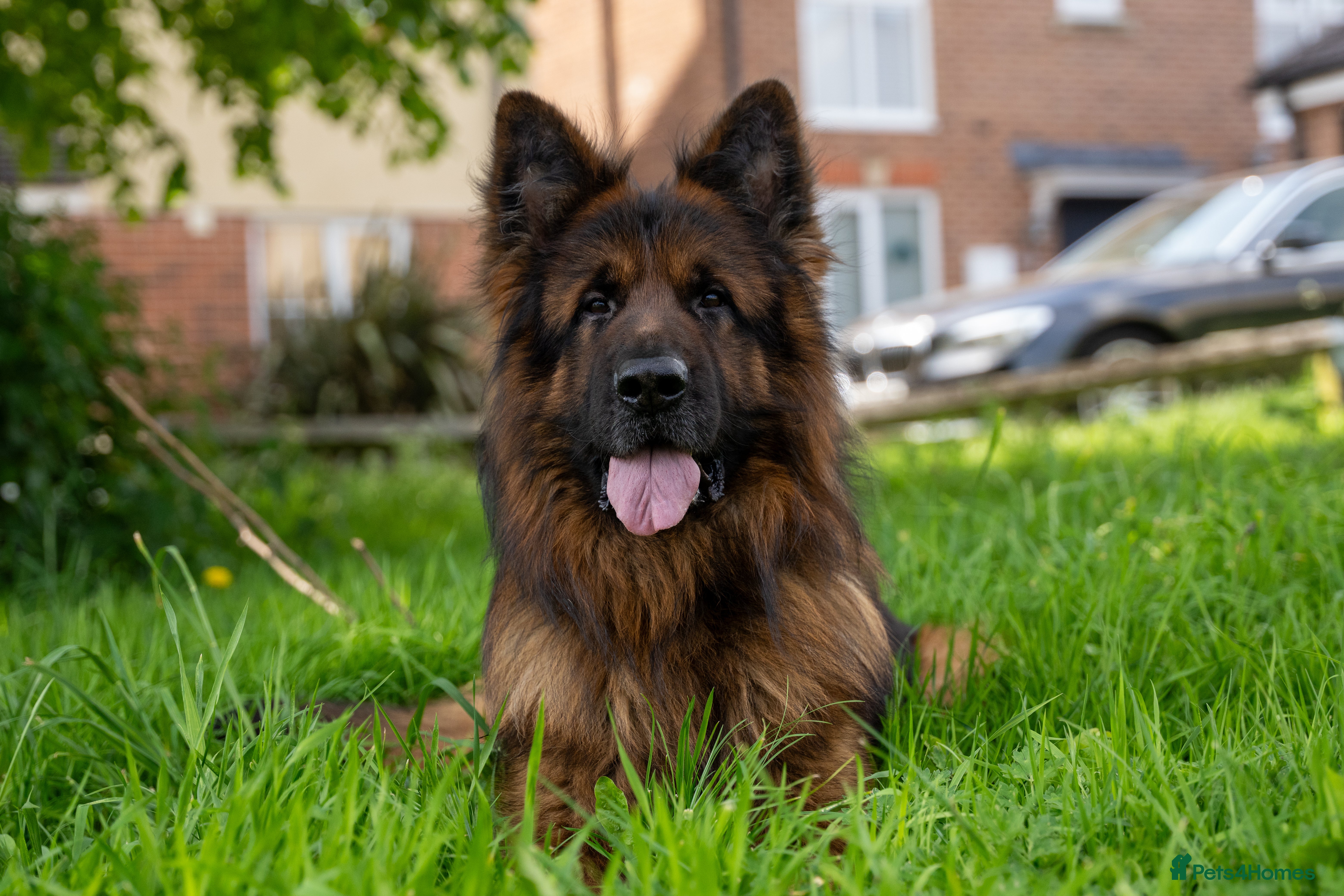 German Shepherd dogs Zues – Long Haired German Shepherd for Rehoming - Advert 1