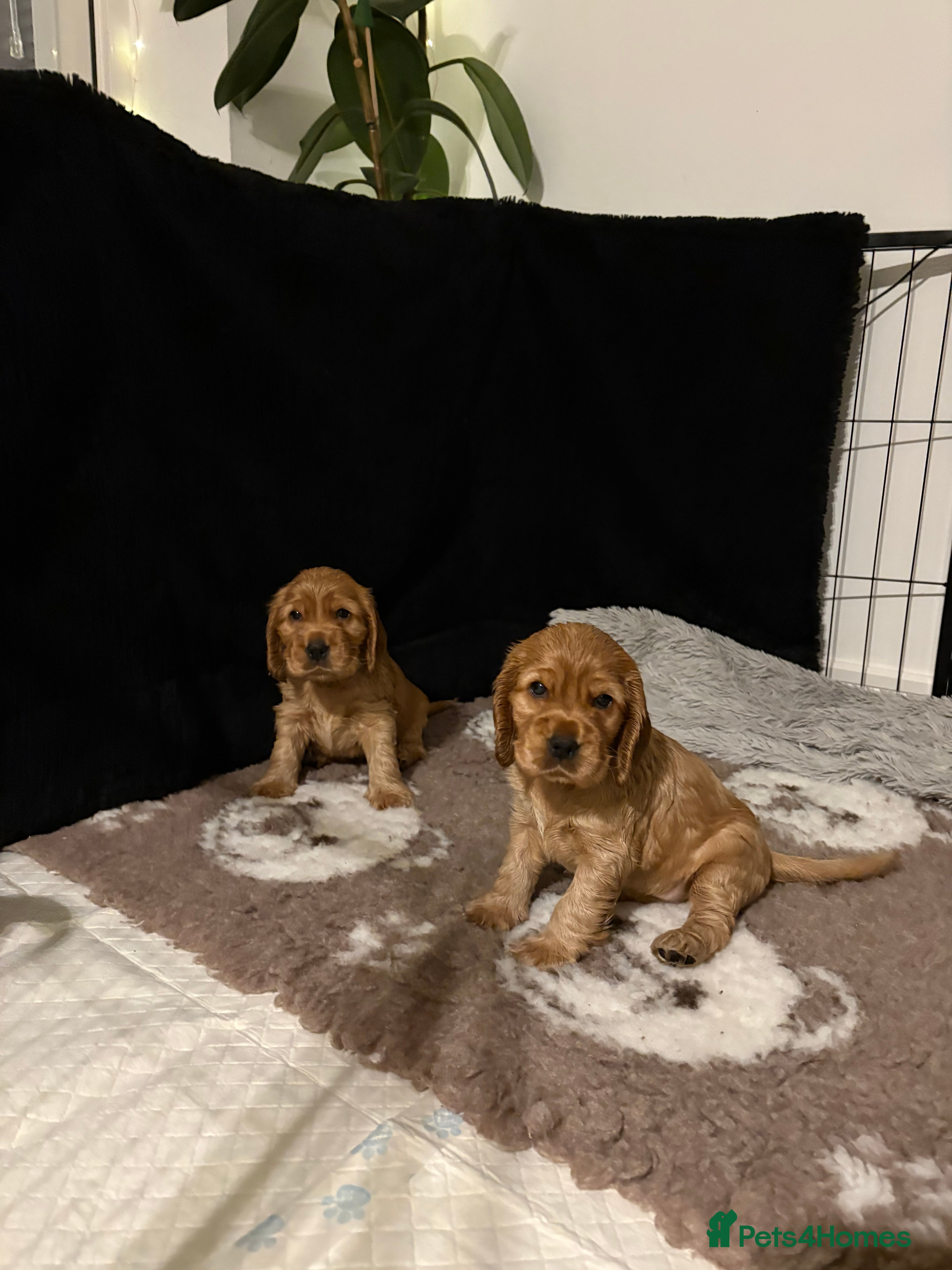 Cocker Spaniel dogs Show type cocker spaniels *ONE GIRL LEFT*  - Advert 7