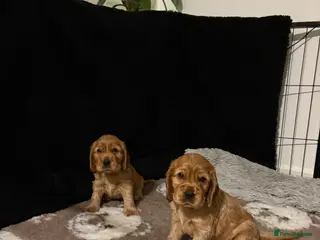 Cocker Spaniel dogs Show type cocker spaniels *ONE GIRL LEFT* - Advert 7