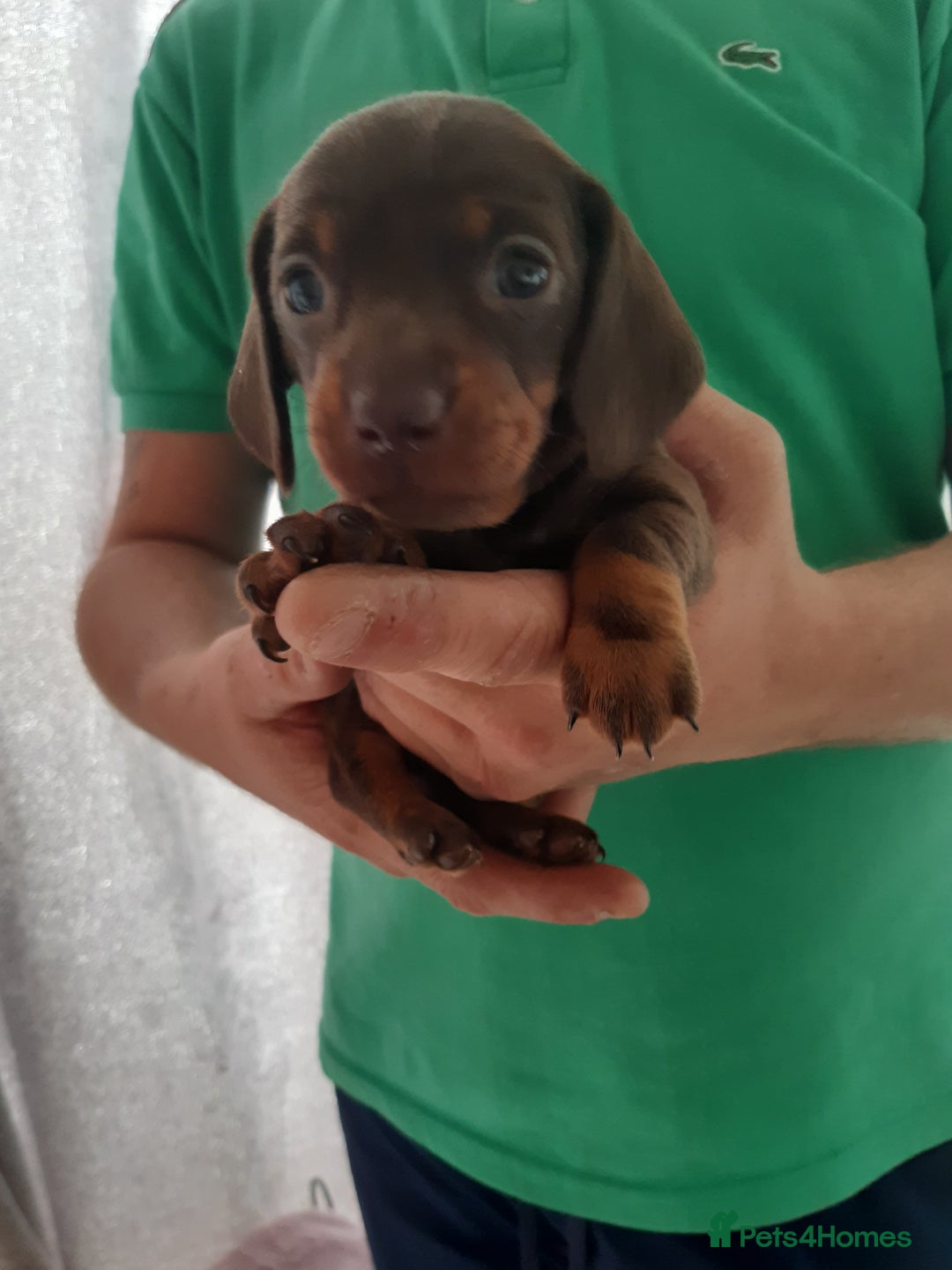 Dachshund dogs for sale: Dashhound puppies  - Image 7