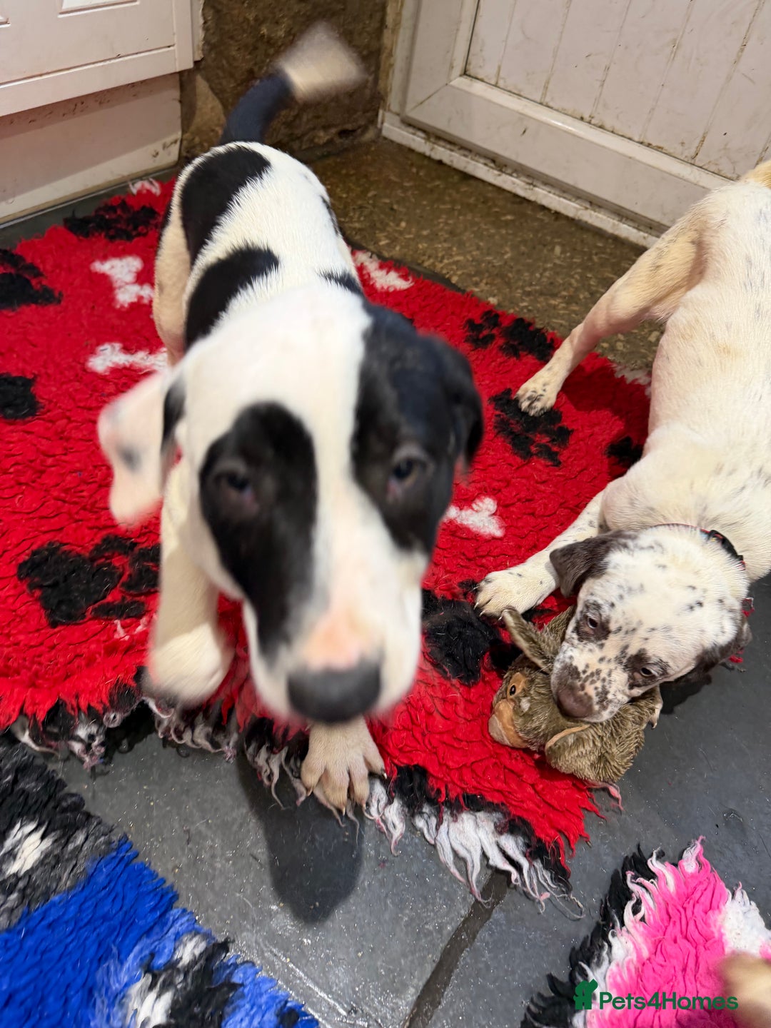 Mixed Breed dogs for sale: Collie x Dalmatian Puppies - Advert 16
