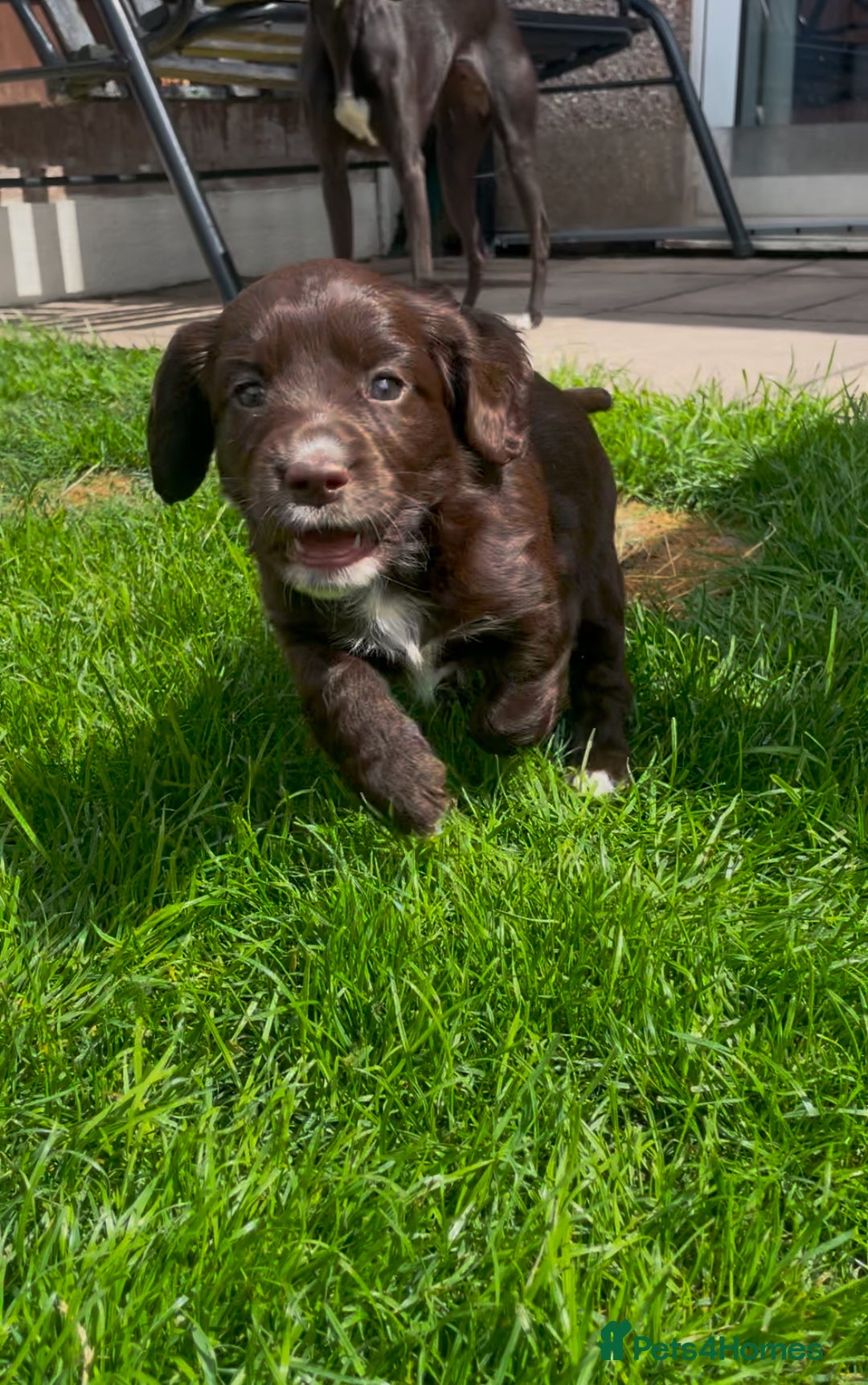 Cocker Spaniel dogs for sale: Working Cocker Spaniel Puppies - Image 4
