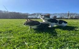 British Shorthair cats for sale: Free adopt 2Lovely Cats Looking for a Loving Home - Image 3