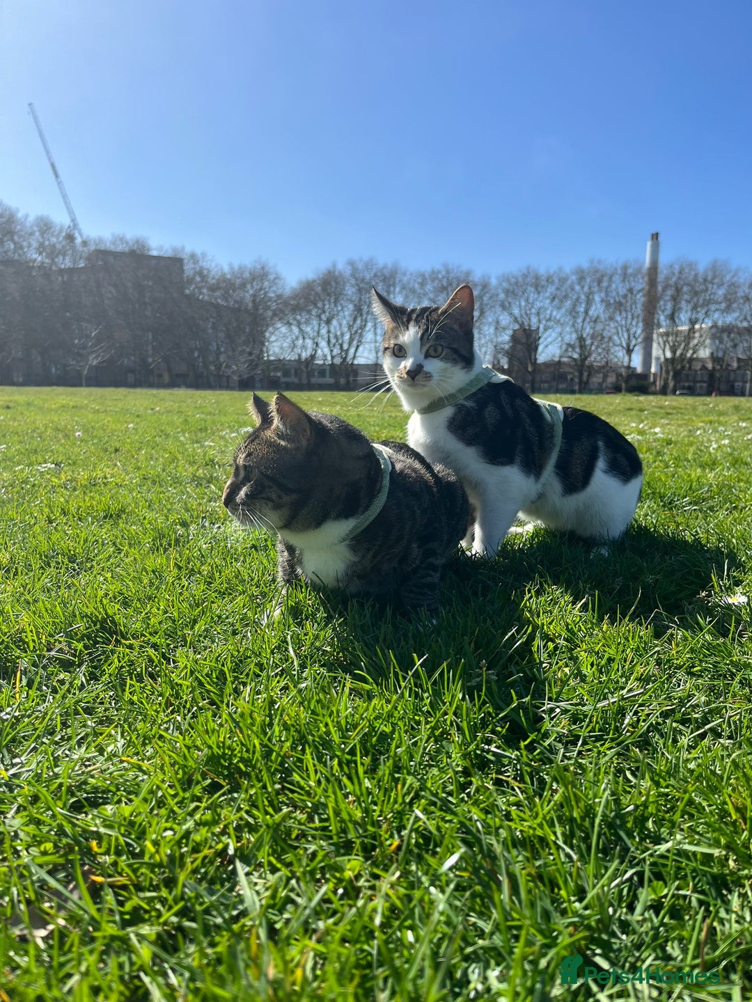 British Shorthair cats for sale: Free adopt 2Lovely Cats Looking for a Loving Home - Image 3