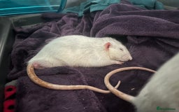 Rat rodents for sale: Roan/Husky boys for sale! - Image 10