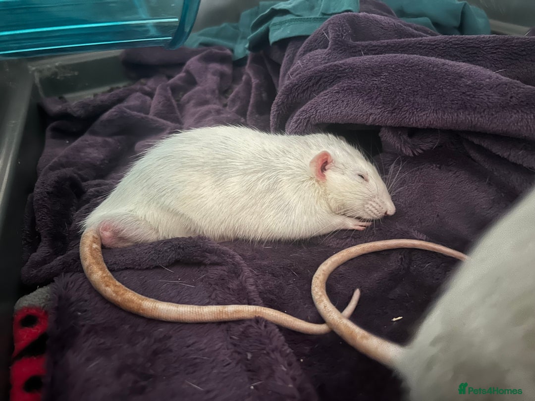 Rat rodents for sale: Roan/Husky boys for sale! - Image 10