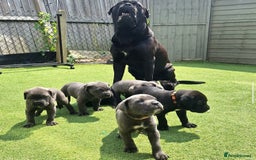 Cane Corso dogs for sale: Cane corsa  - Image 1