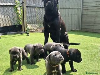 Cane Corso dogs - Advert 2