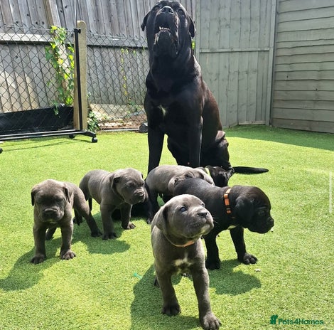 Cane Corso dogs - Advert 1