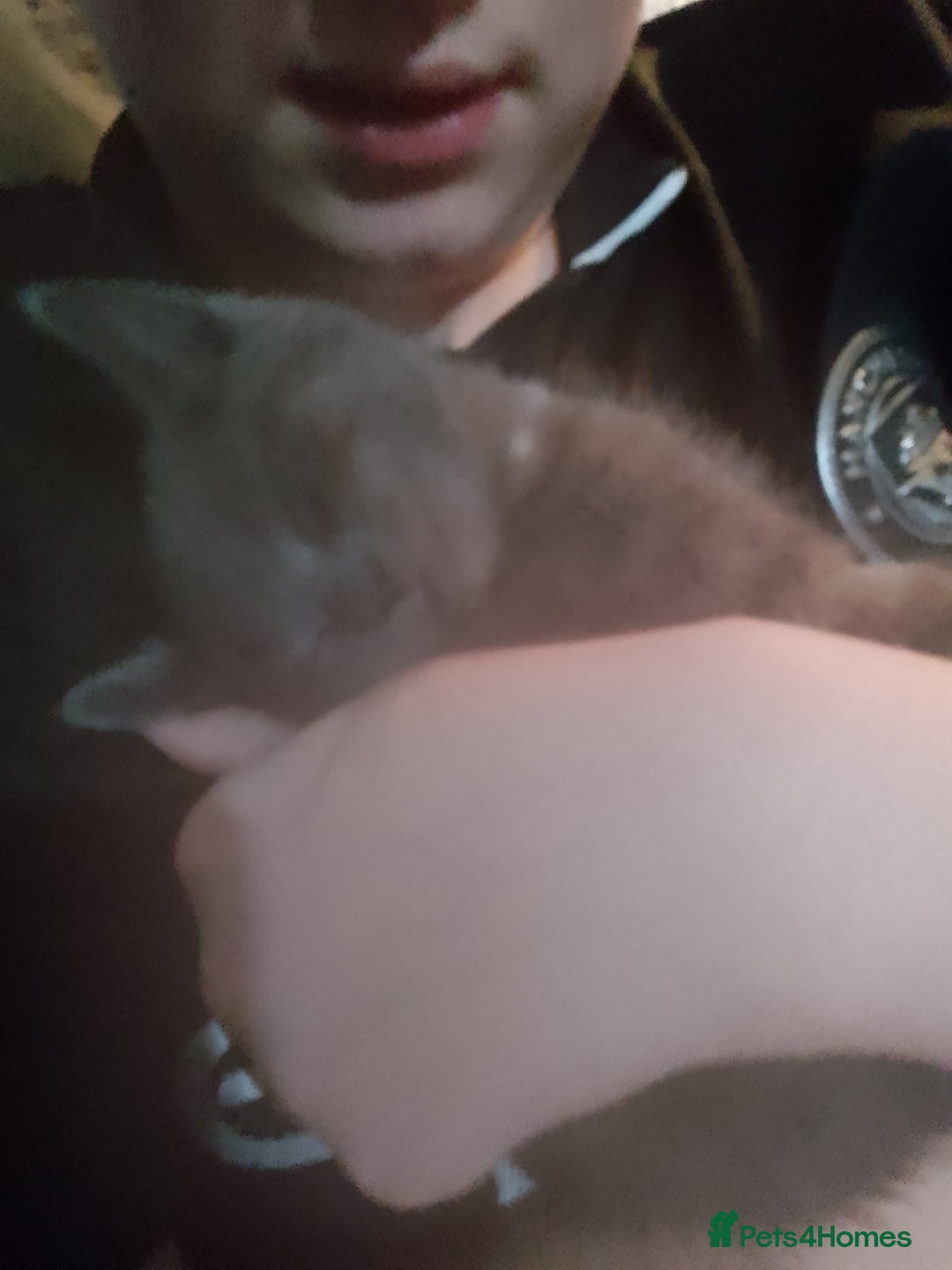 Mixed Breed cats for sale: Beautiful kittens  - Advert 16