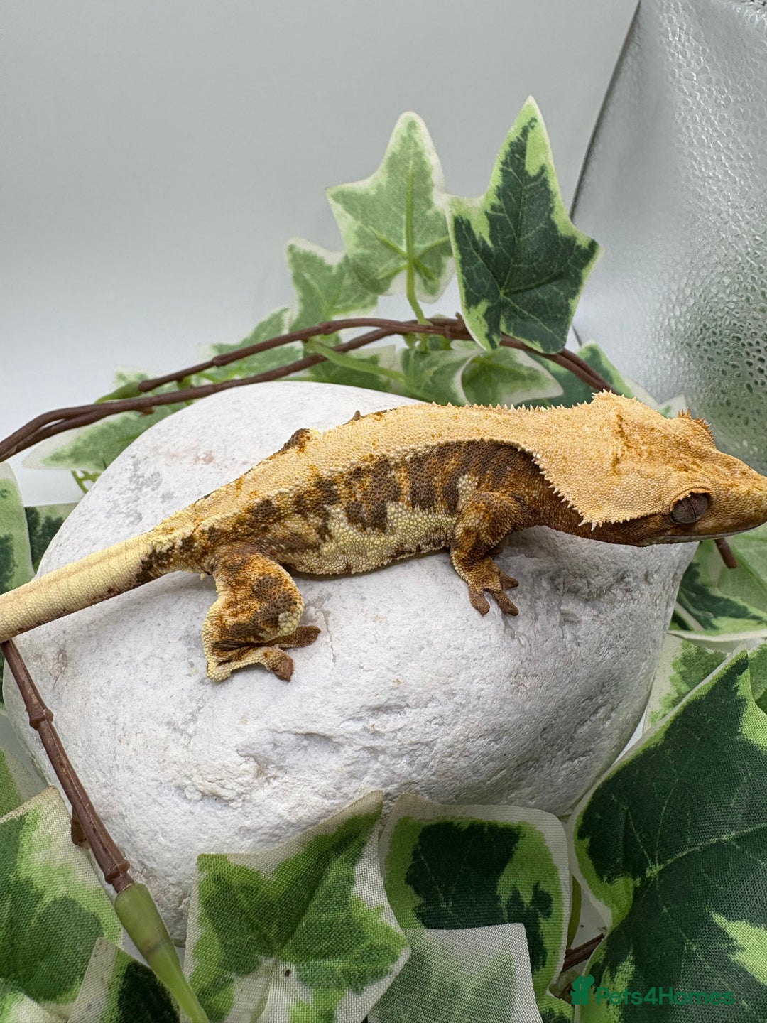 Gecko reptiles for sale: Lily whites and tri colour harliquin  £40/60 - Image 5