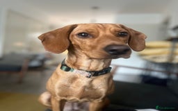 Mixed Breed dogs for sale: Hungarian Vizsla Mix - Image 10