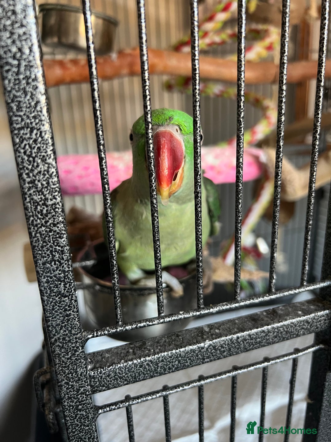 Parrots birds for sale: Alexandrine parrot for sale  - Image 4