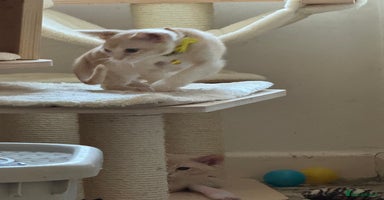 Burmese cats - Advert 4