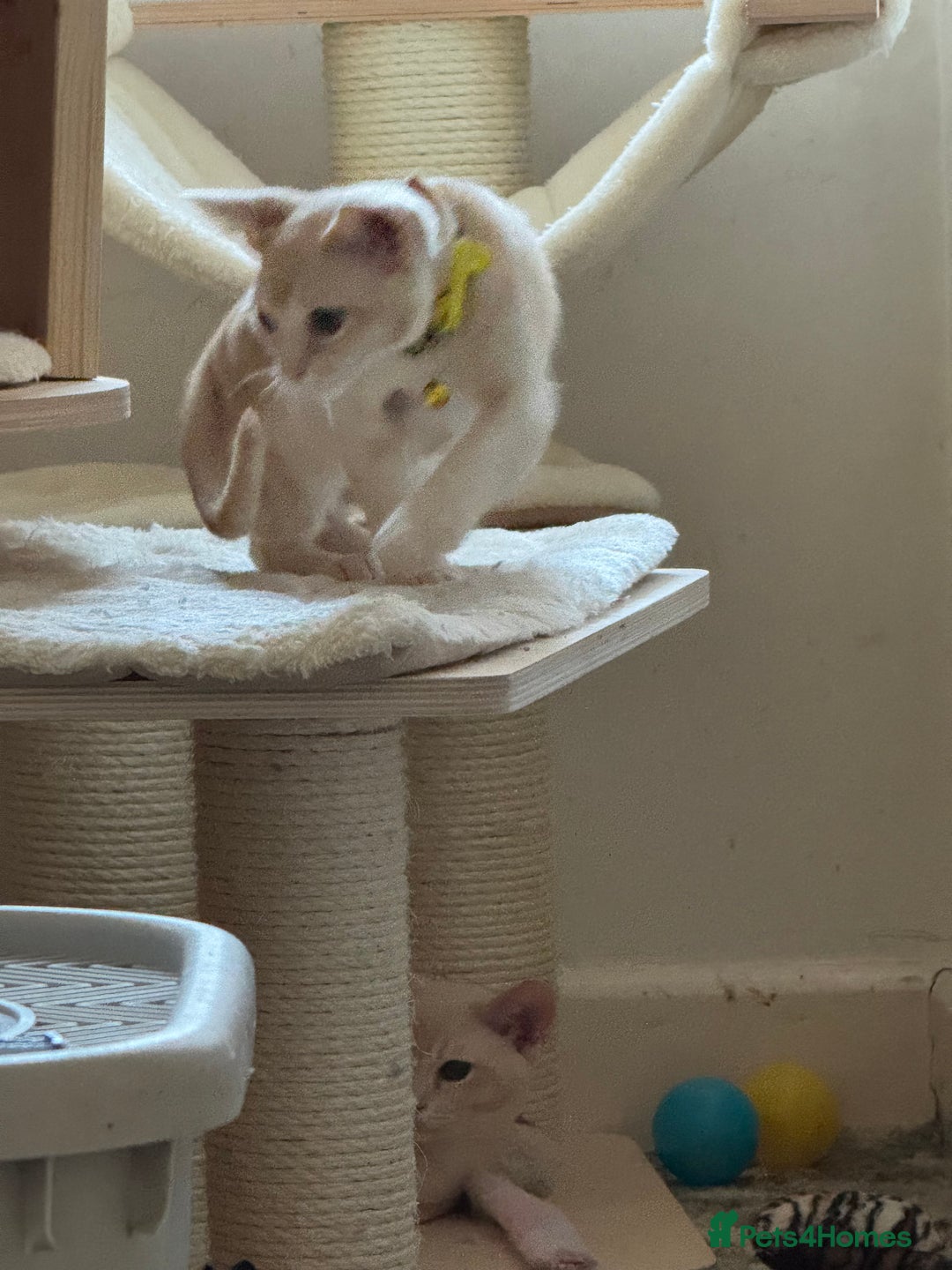 Burmese cats for sale: A fantastic litter of 7 Burmese babies  - Image 2