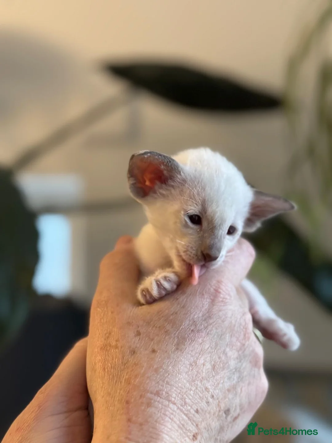 Siamese cats for sale: Stunning Oriental and Siamese kittens - Advert 11