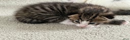 Mixed Breed cats for sale: Half Maine coon kittens.  - Advert 4