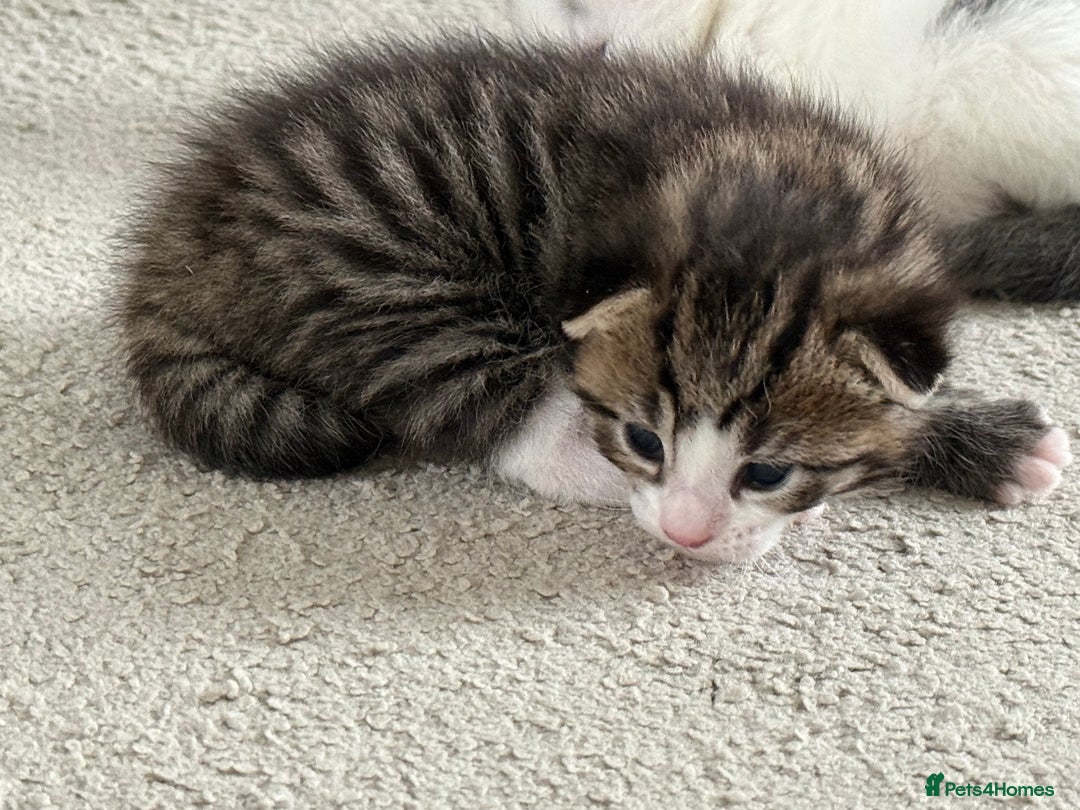 Mixed Breed cats for sale: Half Maine coon kittens.  - Advert 4