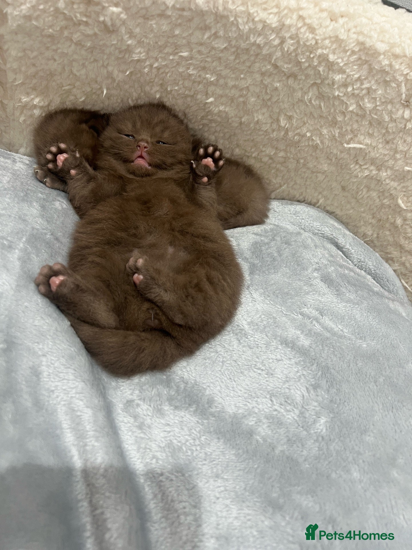 British Shorthair cats Active 🐾 Cinnamon BSH Kittens – 2 Girls & 1 Boy  - Advert 2
