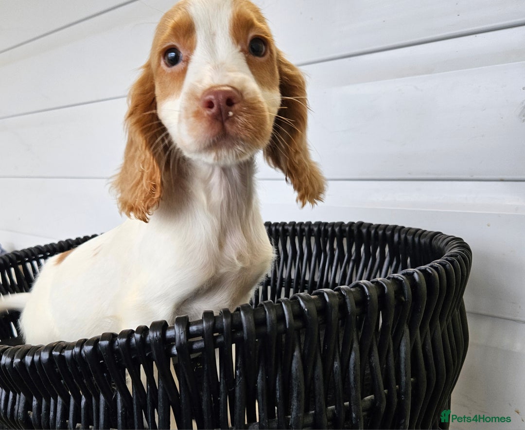 Cocker Spaniel dogs for sale: Working type rare marking cocker spaniels - Advert 5