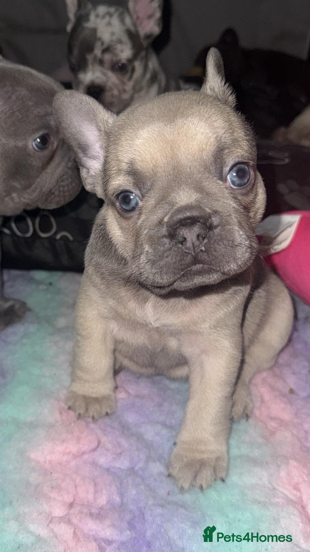 French Bulldog dogs for sale: French bulldogs pedigree - Advert 13