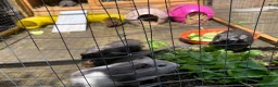 Guinea Pig rodents for sale: 7 male guinea pigs available  in Leek - Advert 3