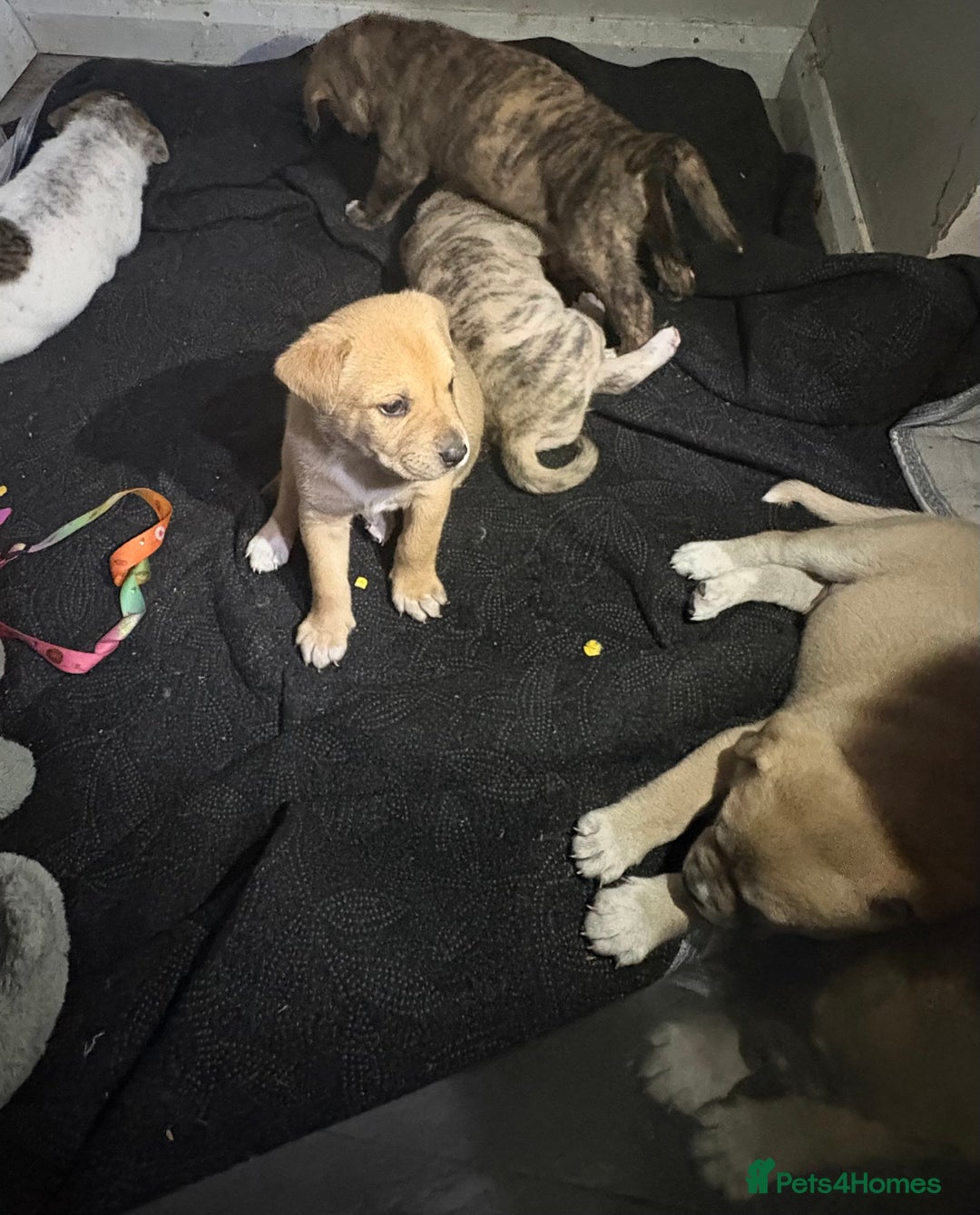 Mixed Breed dogs for sale: American akita  - Advert 3