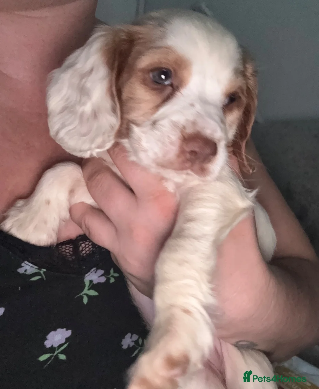 Cocker Spaniel dogs for sale: Beautiful girl cocker spaniel  in Dagenham - Advert 2