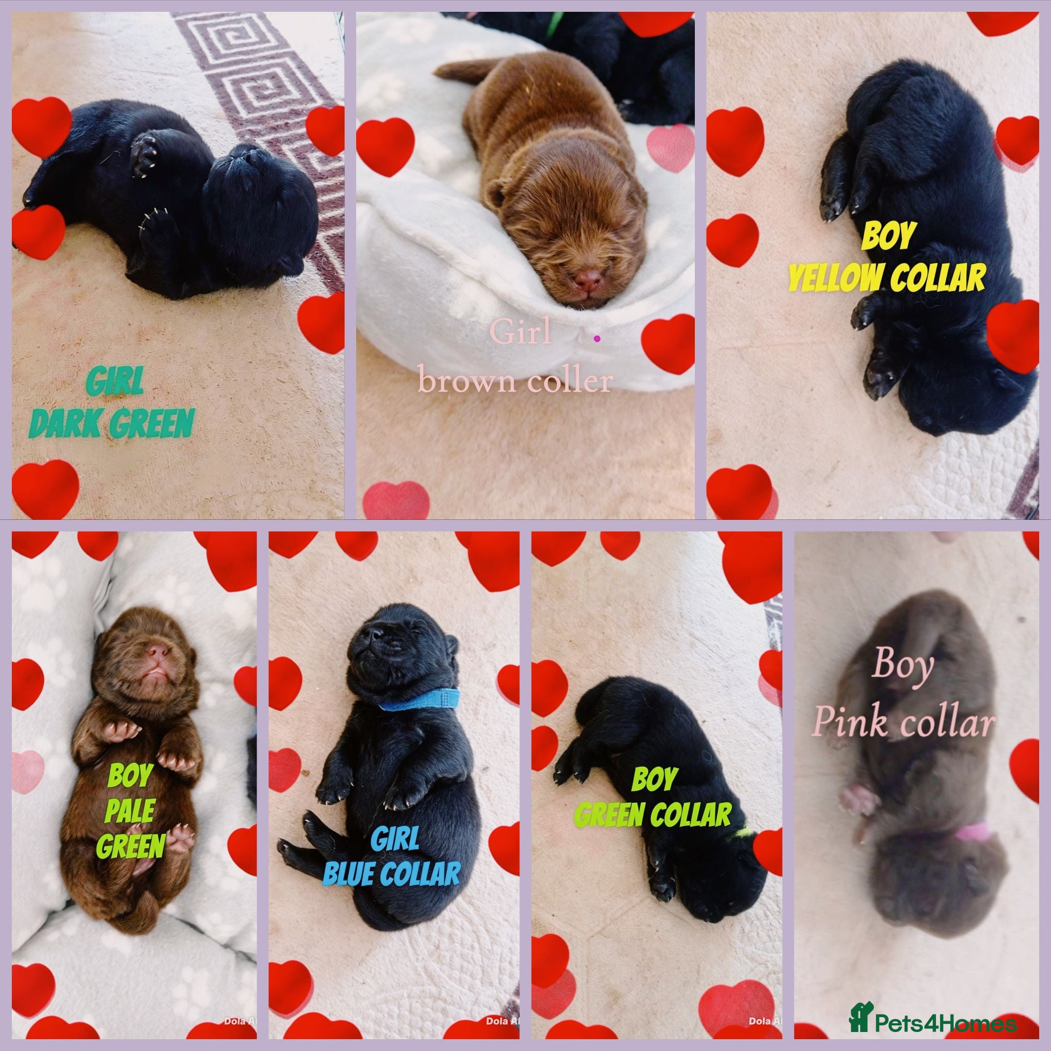 Chow Chow dogs 🐾 Adorable KC Registered Chow Chow Puppies 🐾 - Advert 15