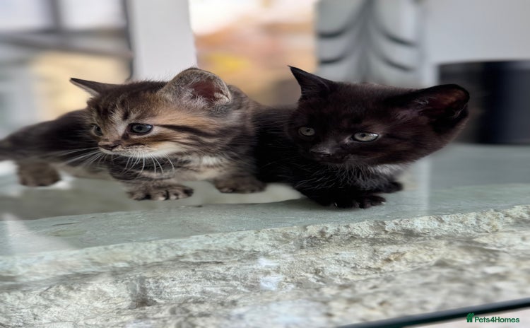 Munchkin cats - Advert 1