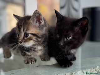 Munchkin cats - Advert 1