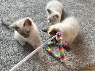Ragdoll cats Cute Ragdoll Kittens for sale - Advert 3