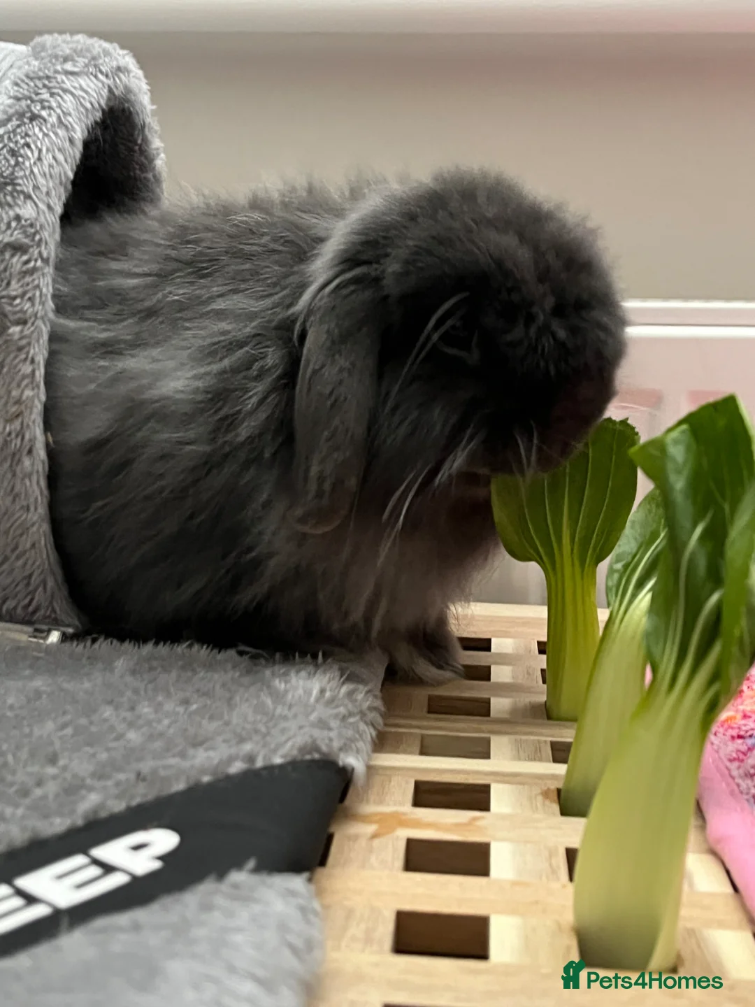 Mixed Breed rabbits for sale: Gorgeous fluffy rabbit looking for loving home in Biggleswade - Advert 2