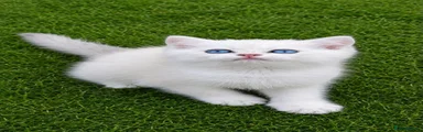 British Shorthair 1