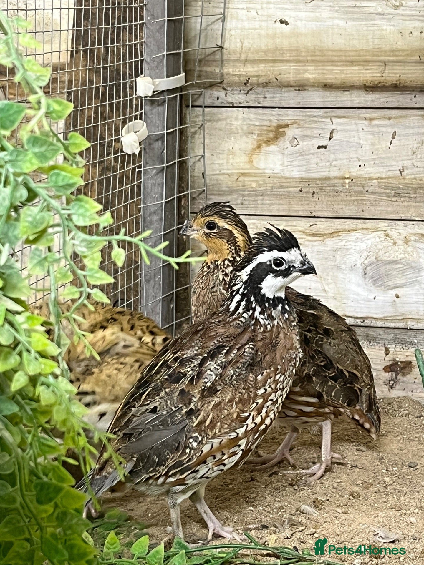 Quail poultry Trio of bobwhite quail  - Advert 1